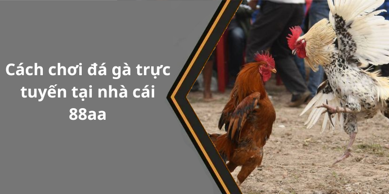 Cách chơi đá gà trực tuyến tại nhà cái 88aa