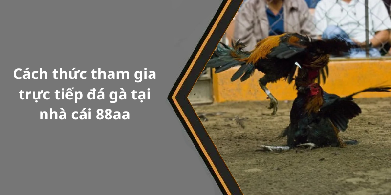 Cách thức tham gia trực tiếp đá gà tại nhà cái 88aa