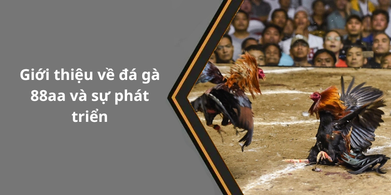 Giới thiệu về đá gà 88aa và sự phát triển