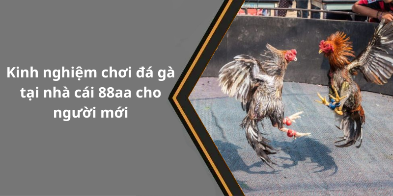 Kinh nghiệm chơi đá gà tại nhà cái 88aa cho người mới