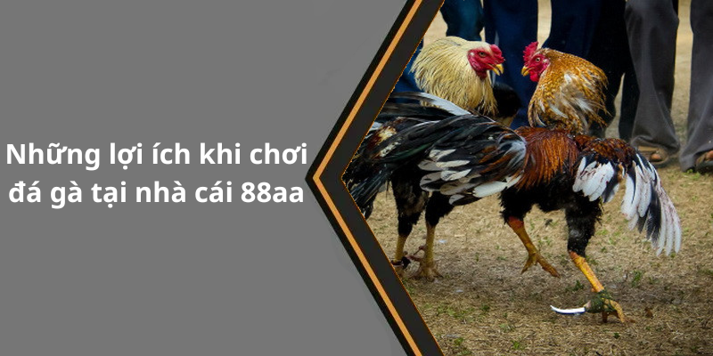 Những lợi ích khi chơi đá gà tại nhà cái 88aa