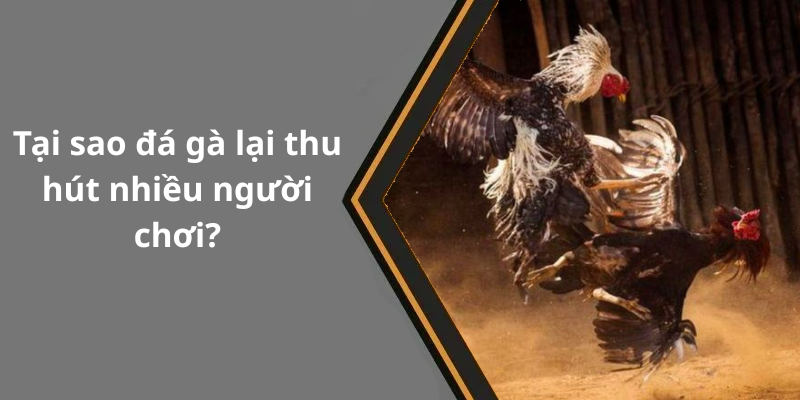 Tại sao đá gà lại thu hút nhiều người chơi