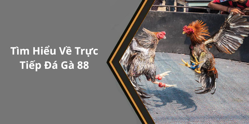 Tìm Hiểu Về Trực Tiếp Đá Gà 88