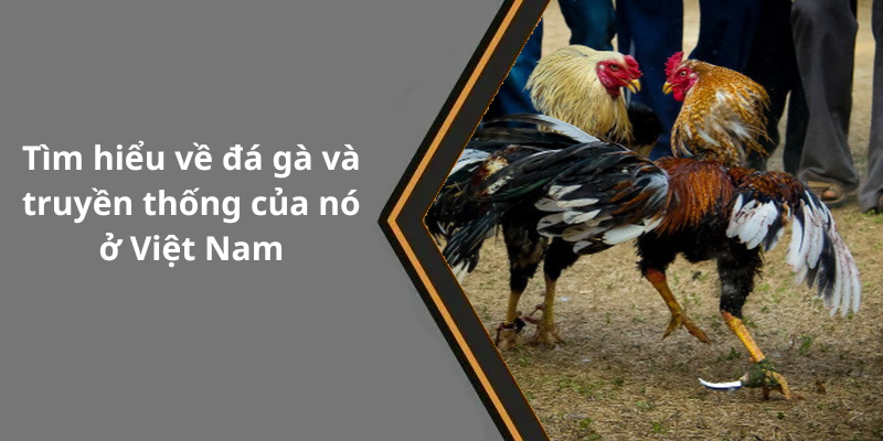Tìm hiểu về đá gà và truyền thống của nó ở Việt Nam